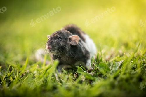 Preview: Closeup shot of a small black and white mouse scurrying around on a grassy field