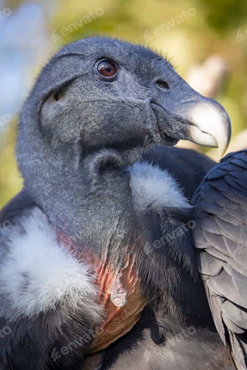 Preview: Andean condor (Vultur gryphus) close up image