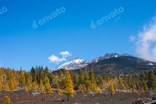 Preview: Сoniferous forest on mountain slope
