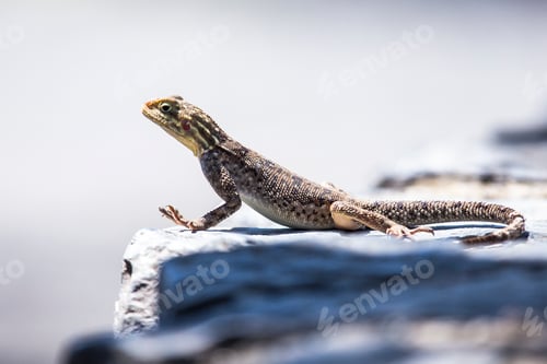 Preview: A lizard in the Nakuru National Park. Kenya