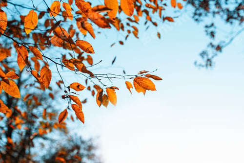 Preview: Branch with orange autumn leaves against clear blue sky. Copy space