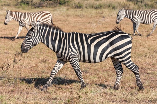 Preview: Zebras in the grasslands