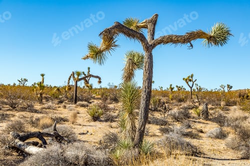 Preview: Joshua Tree National Park Is A Vast Protected Area In Southern California. It'S Characterized By