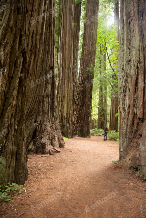 Preview: Mature man in Redwoods national Park, California, USA