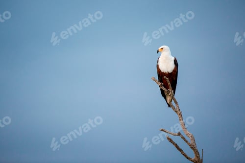 Preview: An African fish eagle, Haliaeetus Vocifer, perches on a branch, looking away, against blue sky.