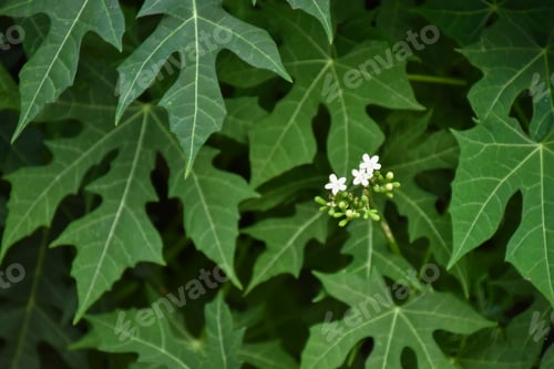 Preview: Beautiful blurred leaves nature background. Vintage tone filter color style.