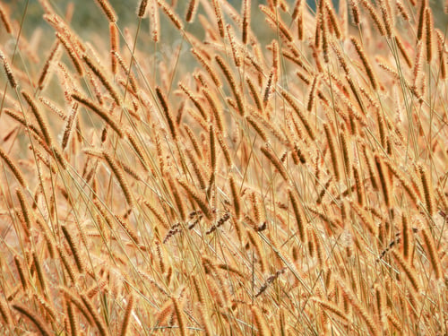 Preview: View of a brown rye field