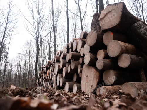 Preview: Fresh logs in a forest in winter time
