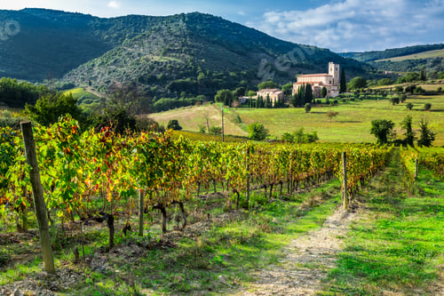 Preview: Vineyard on a background the monastery in Tuscany