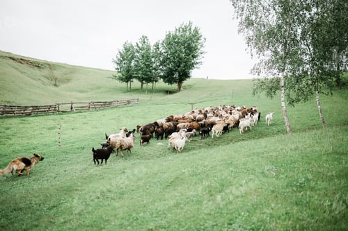 Preview: Sheep-dog, sheeps and goat on the farm hill. Agritourism concept. Life in the countryside