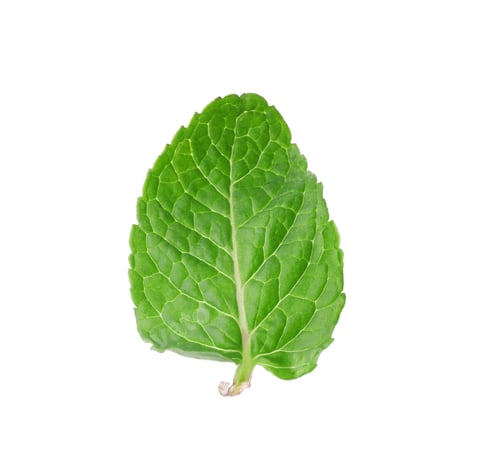 Preview: Green leaf of fresh aromatic mint isolated on white