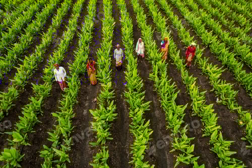 Visualização: Agricultor indiano trabalhando no campo de agricultura de açafrão verde.