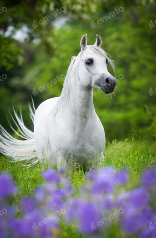 Preview: arabian, horse, mare, stallion, riding