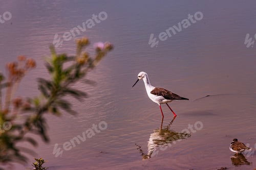 Preview: Bird Wild Animals Flight Kenya East Africa Wildlife Prey Hunter