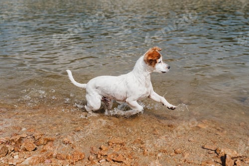 Preview: funny small jack russell dog swimming and running in lake. summer time. Pets, adventure and nature
