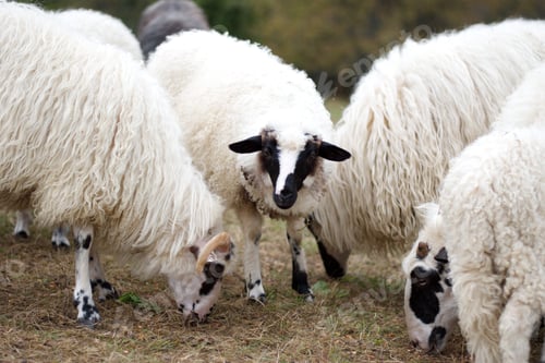 Preview: Group of sheep on the rural farm in Croatia