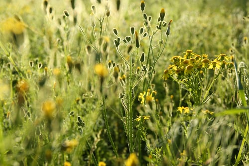 Preview: Beautiful yellow flowers growing in meadow on sunny day