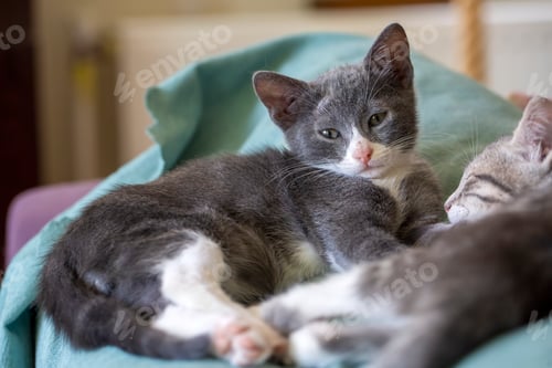 Vista previa: Lindo gatito gris y blanco