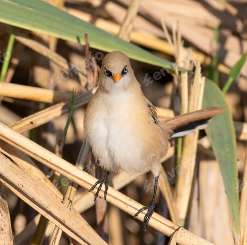 Preview: Bearded reedling, Panurus biarmicus. A young male bird sits on a reed stalk