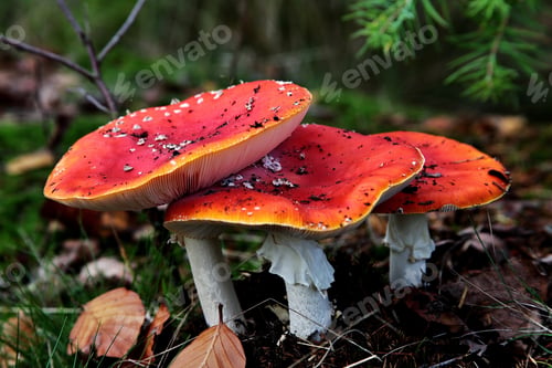 Preview: Closeup shot of wild mushrooms in a big forest near the town of Rijssen in Twente the Netherlands