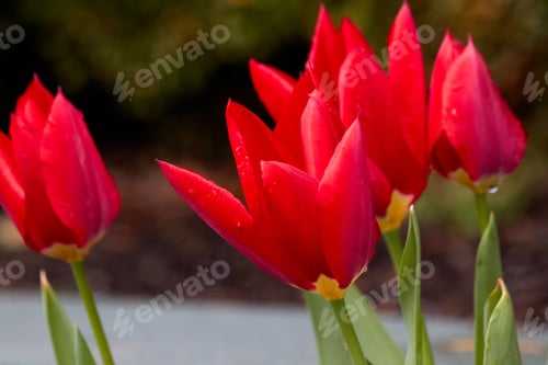 Preview: Bright and Red Tulips in Spring