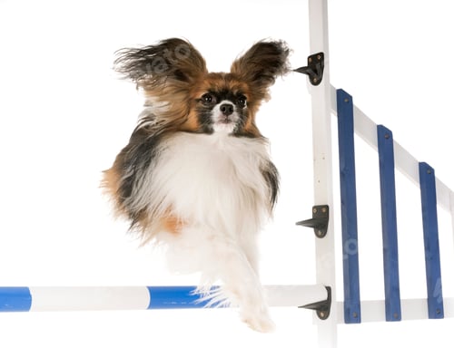 Preview: Agile Papillon Dog Jumping Over Blue and White Obstacle