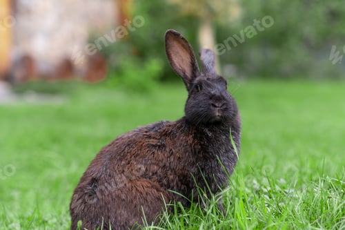 Preview: Rabbit with big ears walking in the garden on the lawn.