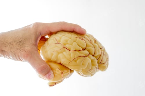 Preview: Close-up of hand picking up a human brain anatomical model.