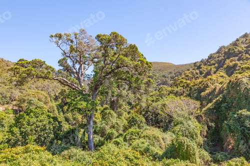 Preview: Grootrivier Pass Indigenous Forest
