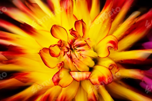 Preview: Yellow red dahlia, close-up