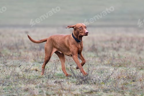 Preview: Hungarian Pointer
