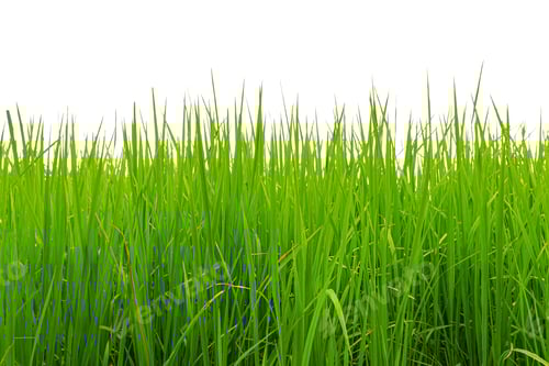 Preview: Lush Green Rice Paddy Plants in Rural Field