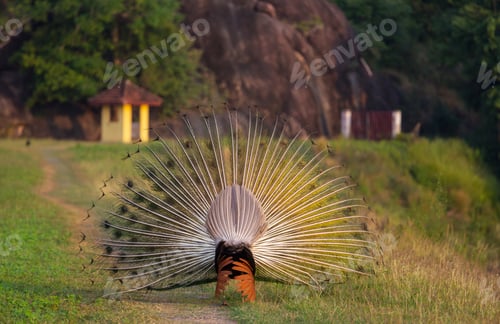 Preview: Peacock