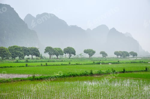 Preview: Vietnam landscape. Rice fields and karst towers in monsoon