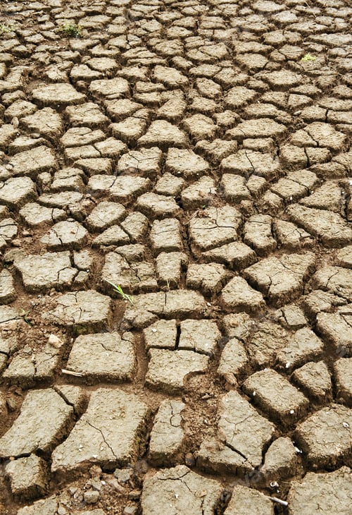 Preview: Cracked Earth Texture with Sparse Grass