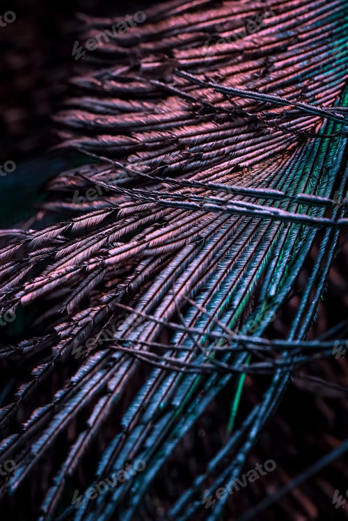 Preview: Closeup of colourful feather.