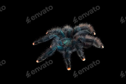Preview: Birdeating Spider top view isolated on black background