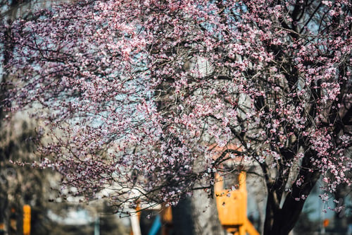 Preview: Beautiful vertical close-up selective focus shot of a pink cherry tree blossom