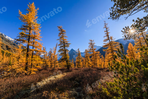 Preview: Amazing view of the Altai mountains and yellow forest. Russia.