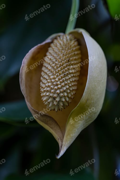 Preview: Vibrant Syngonium podophyllum flower with a unique petal shape is in full bloom