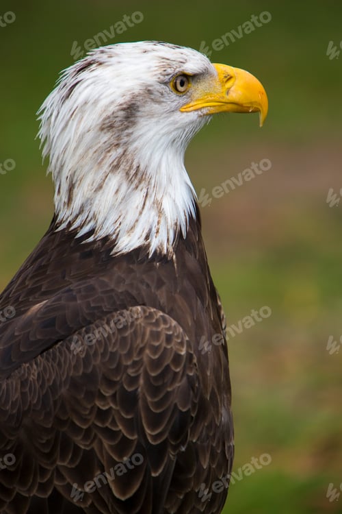 Preview: Closeup of an American Bald Eagle in Ecuador
