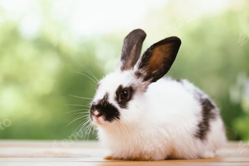 Preview: cute animal pet rabbit or bunny white or brown color for easter in natural easter celebration