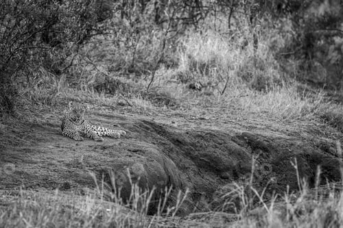 Preview: Leopard laying down and resting.