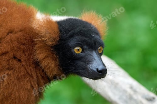 Preview: Red ruffed lemur (Varecia rubra)