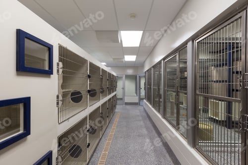 Preview: 54304,Metal doors of empty cages in animal shelter