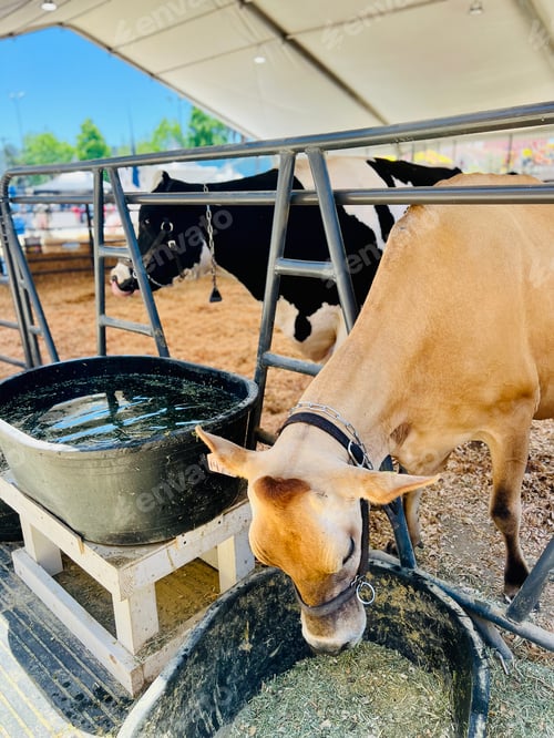 Preview: Cows on a farm.