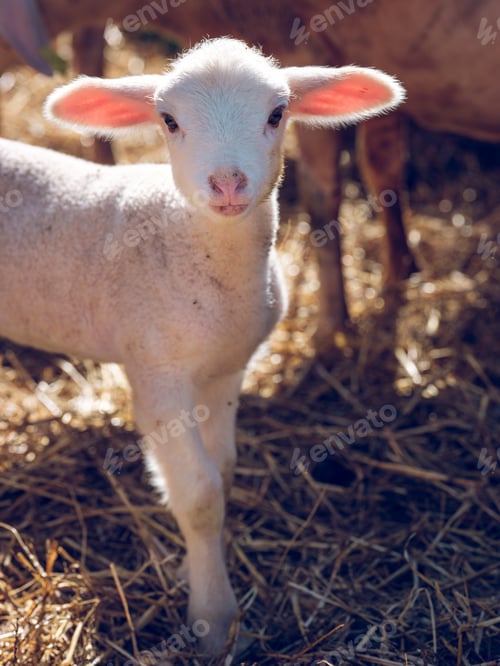 Preview: Cute baby sheep on a farm