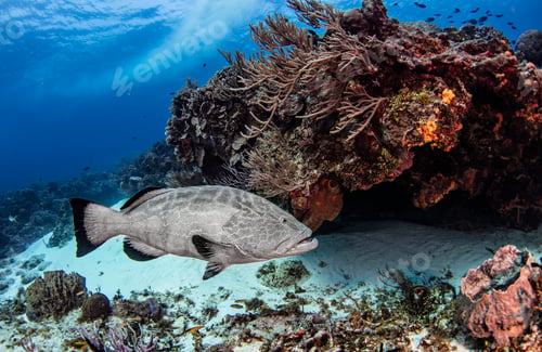 Preview: Black grouper, Cozumel, Quintana Roo, Mexico