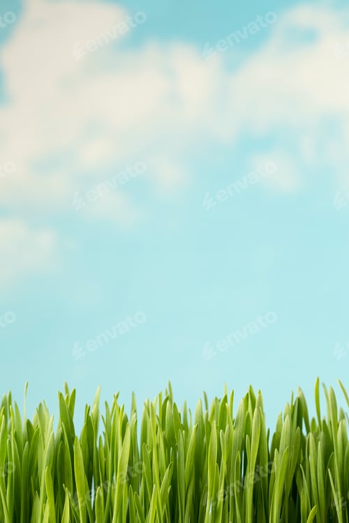 Preview: Grass.