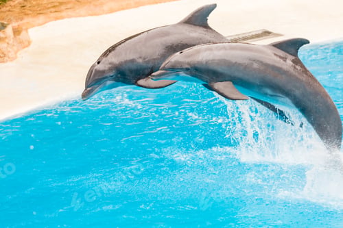 Preview: Two bottlenose dolphins jumping in an aquarium pool